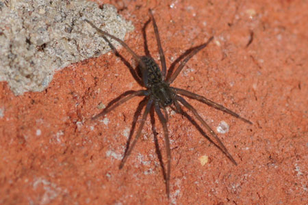 Housespider spec  (Tegenaria spec.)Genus Tegenaria.  Family funnel-web spiders (Agelenidae)