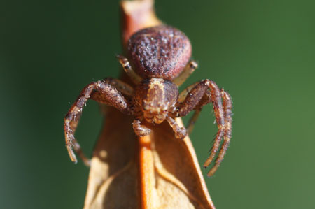 Xysticus lanio. Family crabspiders (Thomisidae).