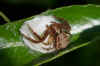 Xysticus lanio. Family crabspiders (Thomisidae).