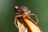 Xysticus lanio. Family crabspiders (Thomisidae).