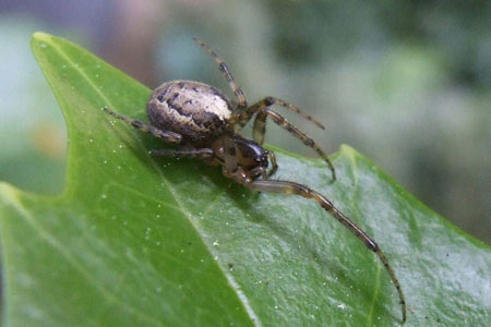 Zygiella x-notata. Family orb-weaver spiders (Araneidae).