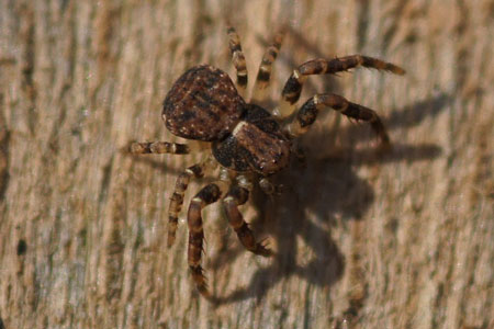 Leaflitter Crab Spider (Ozyptila praticola) 