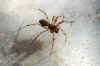 Lepthyphantes minutus. Genus Lepthyphantes. Family sheet weavers, money spiders (Linyphiidae).