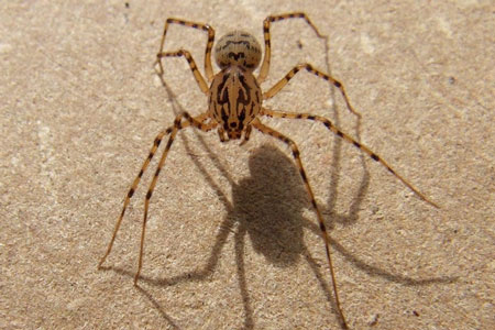 Spitting Spider (Scytodes thoracica) Family Spitting spiders (Scytodidae).