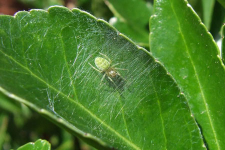 Nigma walckenaeri. Family Dictynidae.