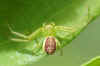 Diaea dorsata.  Family crabspiders (Thomisidae).