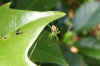 Diaea dorsata.  Family crabspiders (Thomisidae).