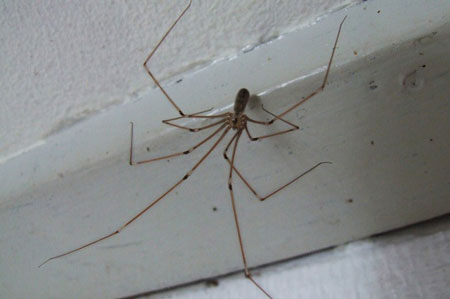 Daddy-long-legs spider, cellar spider or skull spider, vibrating spider,  house spider (Pholcus phalangioides). Family Pholcidae.