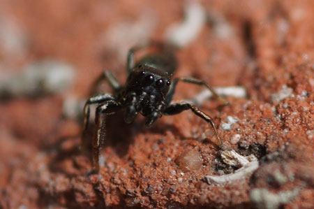 Heliophanus cupreus. Subfamily Heliophaninae. Family jumping spiders (Salticidae).