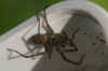 Dust spider or dustbunny spider (Tegenaria atrica). Genus Tegenaria.  Family funnel-web spiders (Agelenidae)