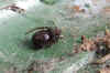 Rabbit hutch spider (Steatoda bipunctata). Female Family tangle-web spiders,  cobweb spiders or comb-footed spiders (Theridiidae). 