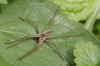 Nursery webspider, Pisaura mirabilis