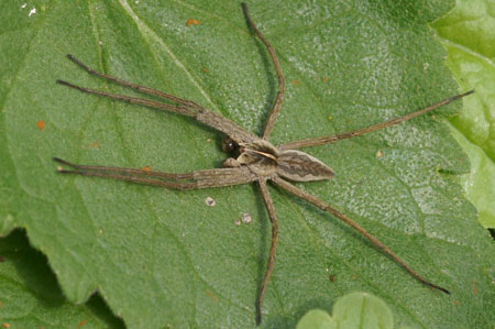 Nursery webspider, Pisaura mirabilis