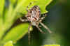 Kruisspin (Araneus diadematus). Familie wielwebspinnen (Araneida).