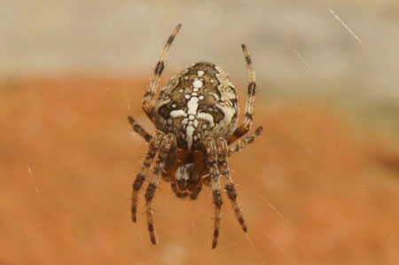 European garden spider,  diadem spider, or cross spider (Araneus diadematus). Family orb-weaver spiders (Araneidae).