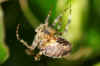 European garden spider,  diadem spider, or cross spider (Araneus diadematus). Family orb-weaver spiders (Araneidae).