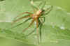 Metellina spec. Family Stretch spiders (Tetragnathidae).