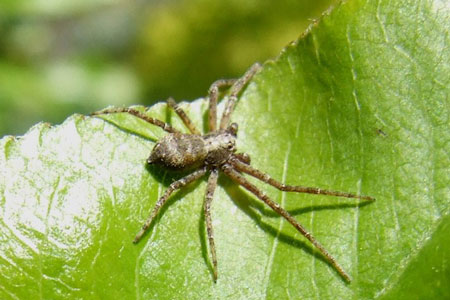 Philodromus spec. Family Running Crab Spiders (Philodromidae).