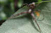 Philodromus spec. Family Running Crab Spiders (Philodromidae).