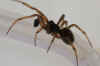 Rabbit hutch spider (Steatoda bipunctata). Male Family tangle-web spiders,  cobweb spiders or comb-footed spiders (Theridiidae). 