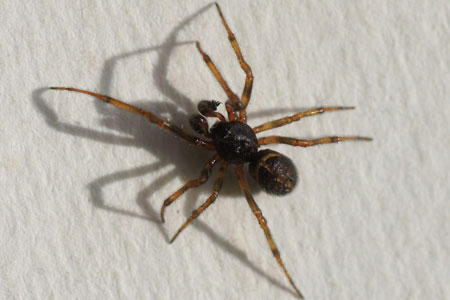 Rabbit hutch spider (Steatoda bipunctata). Male Family tangle-web spiders,  cobweb spiders or comb-footed spiders (Theridiidae). 