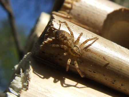 Buzzing spider  (Anyphaena accentuata)