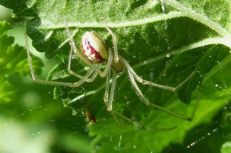 Enoplognatha ovata or Enoplognatha latimana. Family tangle-web spiders, cobweb spiders or comb-footed spiders (Theridiidae).