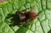 Trochosa territcola or Trochosa spinipalpis. Family wolf spiders (Lycosidae). Genus Trochosa. 