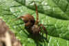 Trochosa territcola or Trochosa spinipalpis. Family wolf spiders (Lycosidae). Genus Trochosa. 