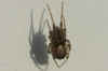 Zygiella x-notata. Family orb-weaver spiders (Araneidae).