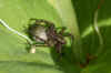 wolf spider-The females carry their egg sacs by attaching them to their spinnerets.