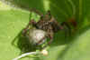 wolf spider The females carry their egg sacs by attaching them to their spinnerets.