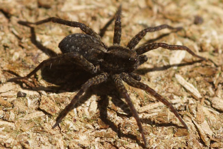 Wolf spider spec. (Pardosa spec.) Family wolf spiders (Lycosidae).