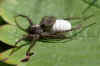 Sometimes a wolf spider make a mistake. Here a female has a faded woodlouse as a cocoon.  Photo  30-8-2010    