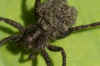 Wolf spider spec. (Pardosa spec.) When the young leave the sac, they stay on the abdomen of mother.