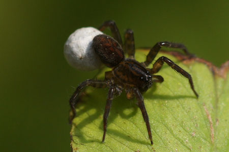 Pirate wolf spider spec. (Pirata spec.) Family wolf spiders (Lycosidae)