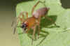 Sac spider spec.(Clubiona spec.). Family Sac Spiders (Clubionidae).