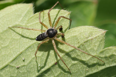 Philodromus dispar.  Family Running Crab Spiders (Philodromidae).