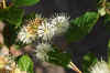 Buttonbush, Common Buttonbush, Button-willow, Honey-bells (Cephalanthus occidentalis). 