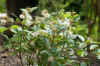 Buttonbush, Common Buttonbush, Button-willow, Honey-bells (Cephalanthus occidentalis). 