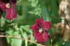 Clematis "Niobe". Buttercup family (Ranunculaceae). 