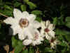 Clematis "Miss Bateman". Buttercup family (Ranunculaceae).