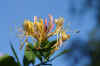 Common Honeysuckle, European Honeysuckle or Woodbine (Lonicera periclymenum). Family Caprifoliaceae.