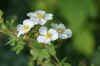 Shrubby cinquefoil (Potentilla fruticosa 'Abbotswood' ). Rose family (Rosaceae). 