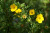 Shrubby cinquefoil (Potentilla fruticosa 'Flashlight'). Rose family (Rosaceae). 