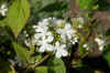 Viburnum plicatum 'watanabe'. Family Caprifoliaceae.