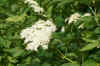 Elder, elderberry, black elder, European elder, European elderberry, European black elderberry (Sambucus nigra). Family Adoxaceae.