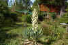 Variegated Spanish Dagger (Yucca gloriosa 'Variegata'). Asparagus family (Asparagaceae).