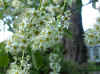 Amerikaanse vogelkers (Prunus serotina)