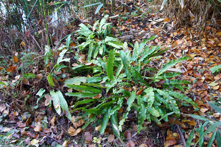 Tongvaren (Asplenium scolopendrium, synoniem: Phyllitis scolopendrium),  streepvarenfamilie (Aspleniaceae)